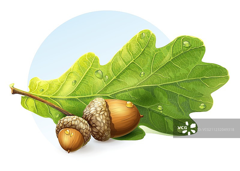 白色背景上的绿色秋季橡子照片图片素材