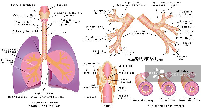 呼吸系统图片素材