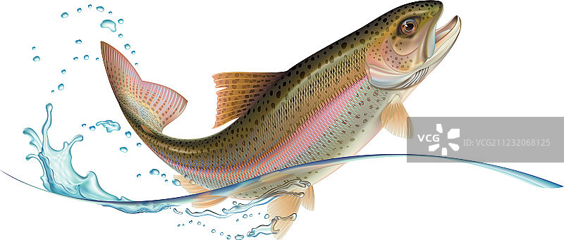 跃起的鳟鱼图片素材