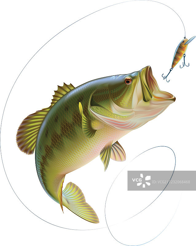 大口黑鲈图片素材