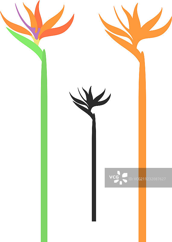 天堂鸟图片素材