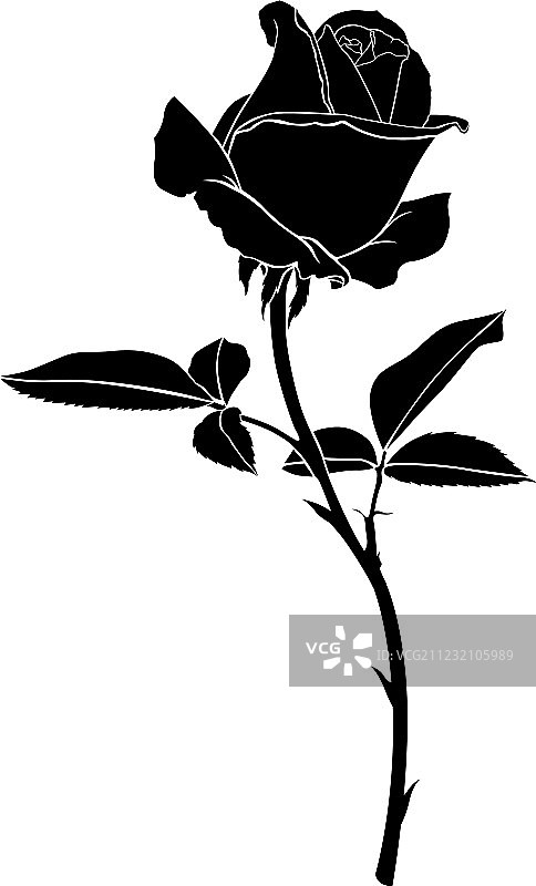 玫瑰剪影图片素材