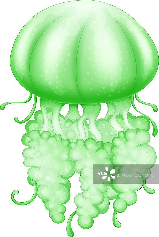 绿色水母图片素材