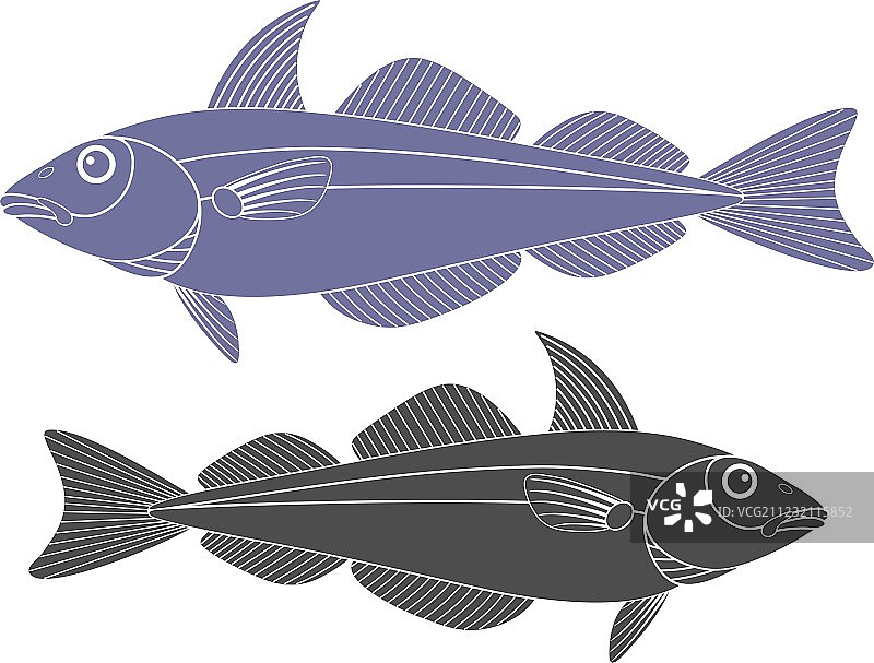 黑线鳕鱼图片素材