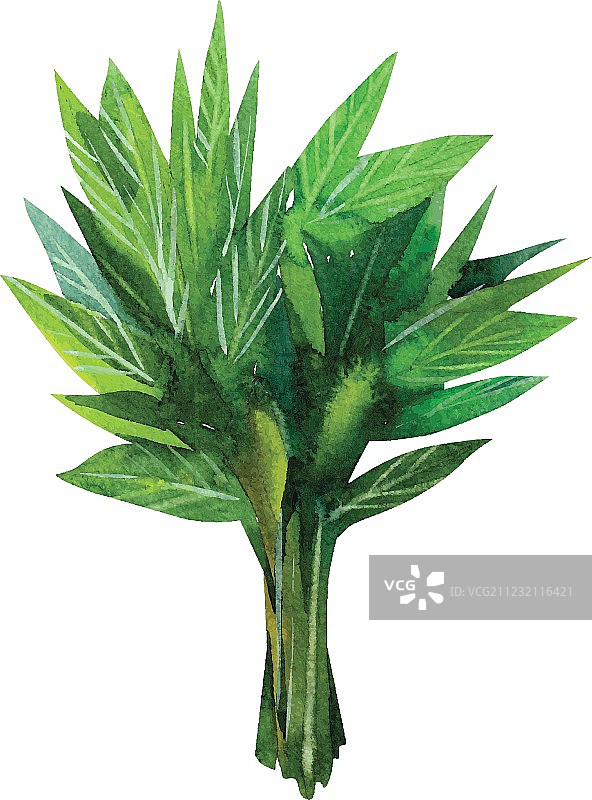 水彩薄荷图片素材