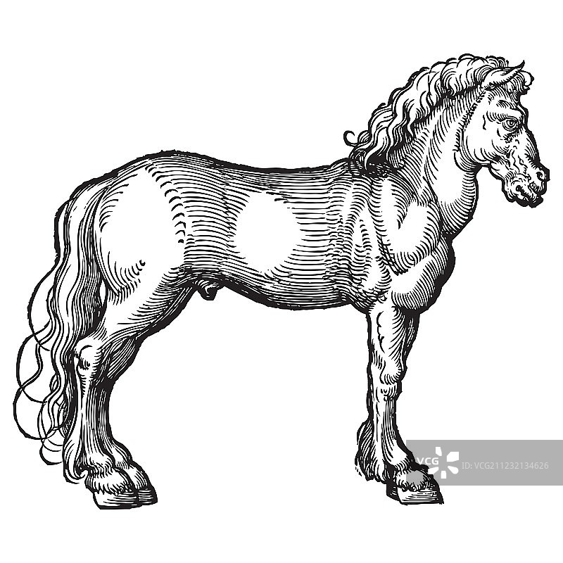 骏马雕刻图片素材
