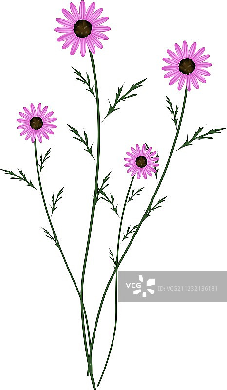 白色背景上的紫色雏菊花朵图片素材