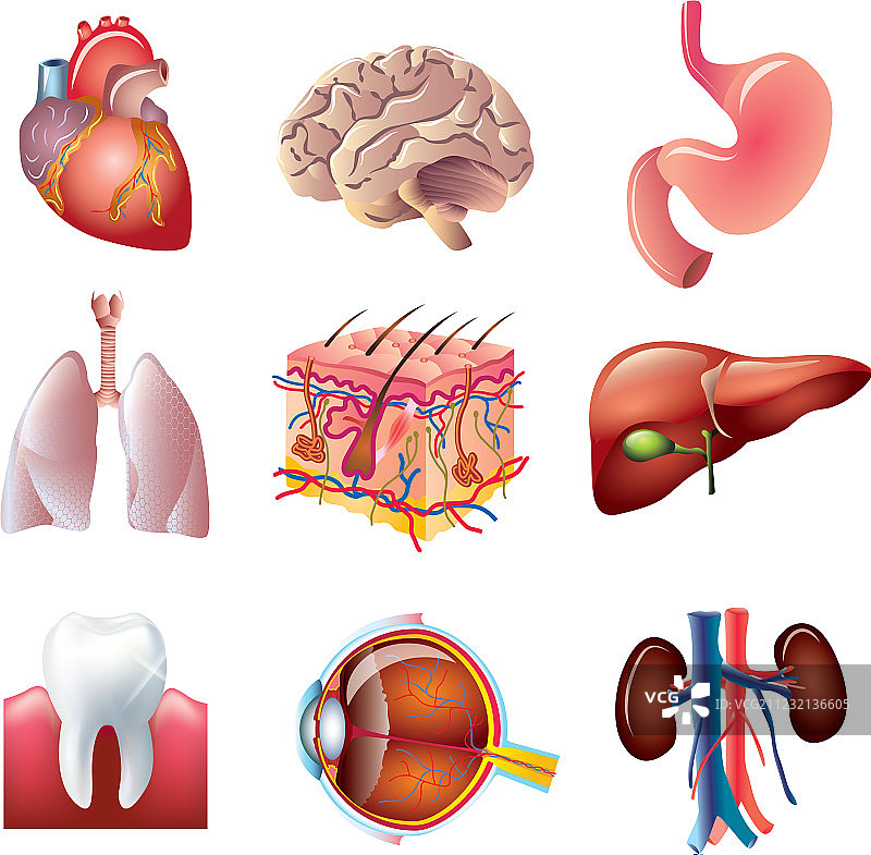 身体部位合集图片素材