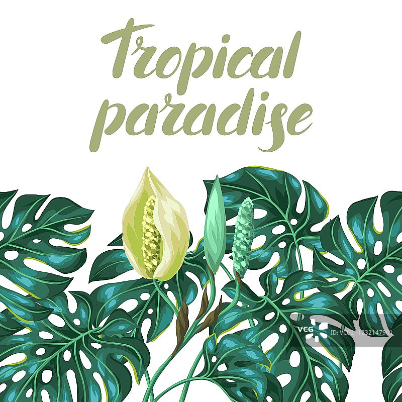 装饰性龟背竹叶无缝图案图片素材