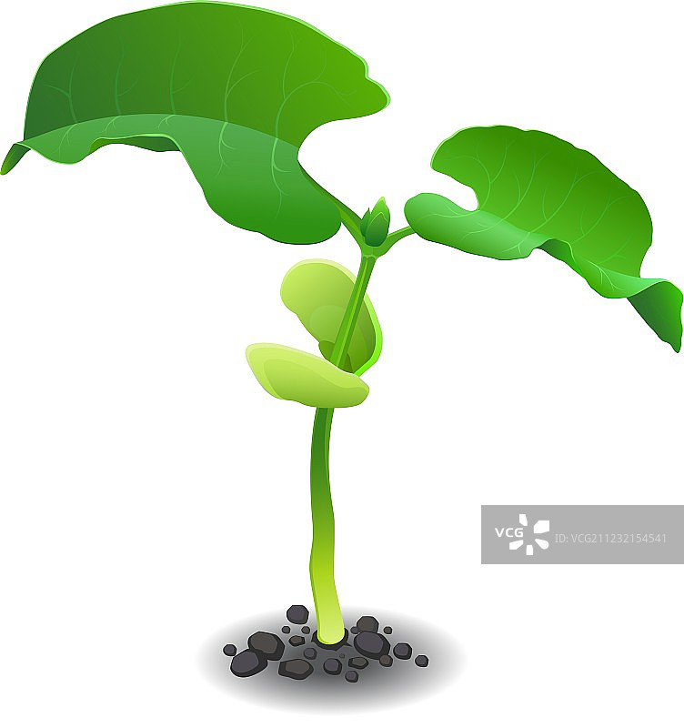 嫩豆芽图片素材