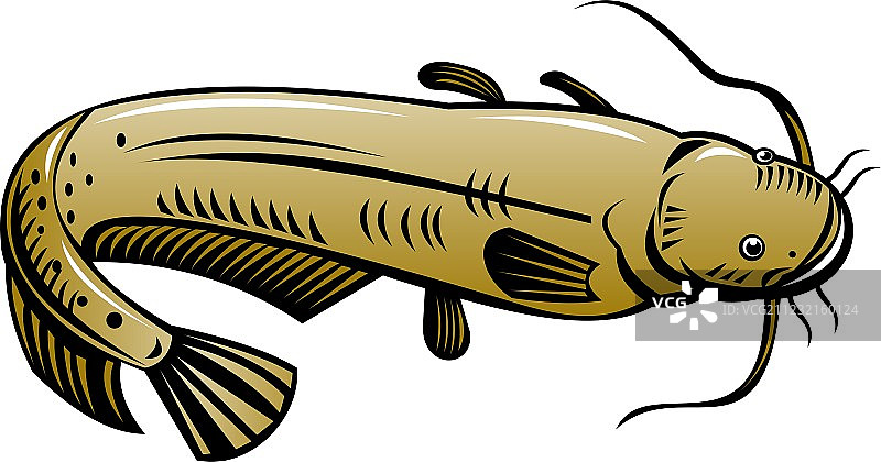 跳跃的鲶鱼图片素材