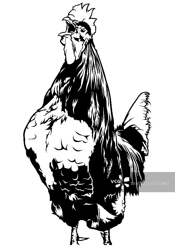 打鸣的公鸡图片素材