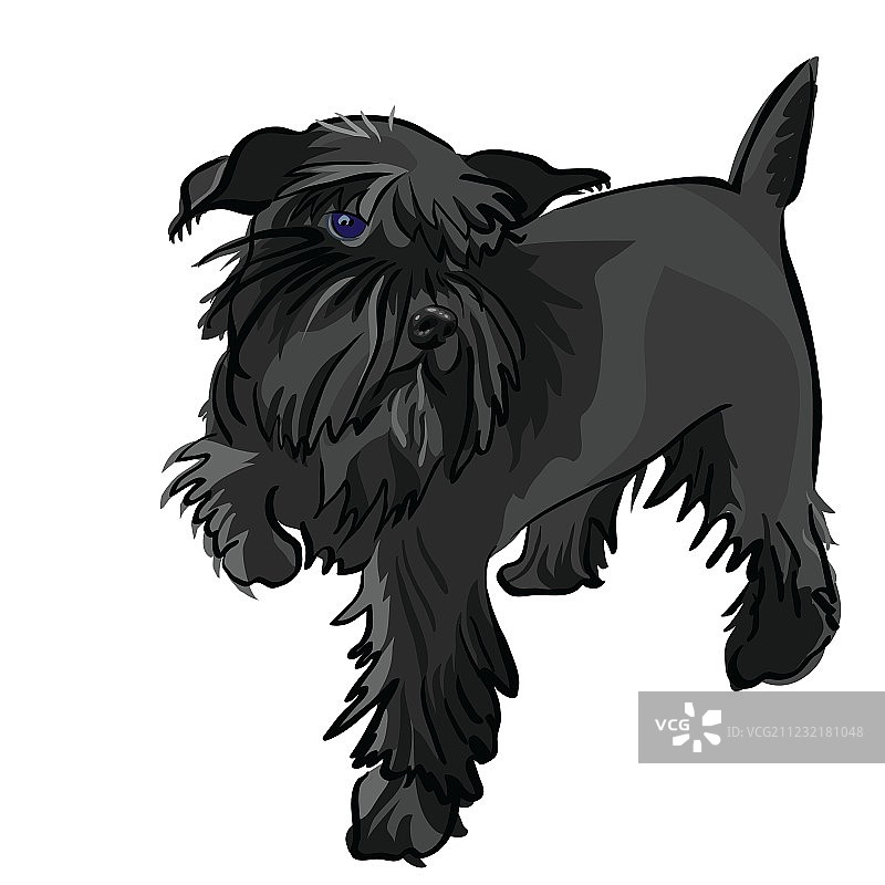 雪纳瑞犬图片素材