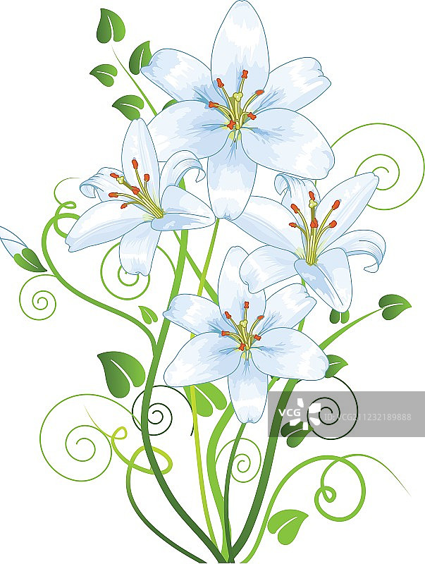 百合花图片素材