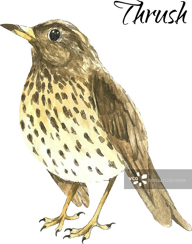 站在白色背景下的画眉图片素材