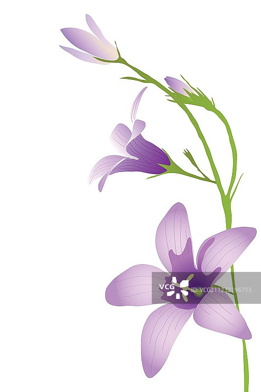 紫色风铃草图片素材