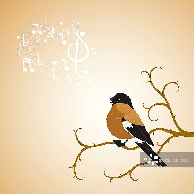 冬季：树枝上的红腹灰雀图片素材