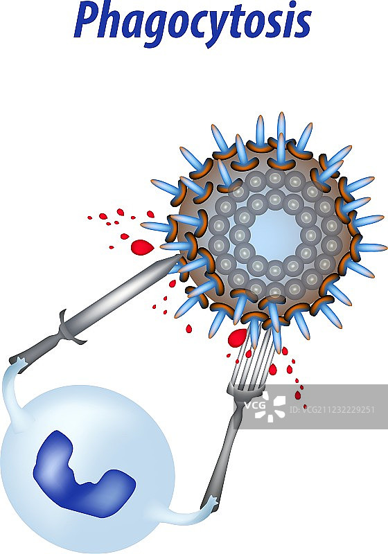 白细胞吞噬病毒图片素材