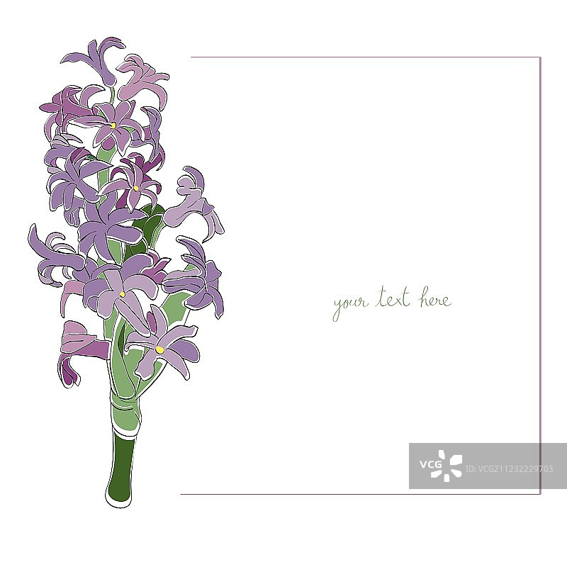 风信子简约卡片图片素材