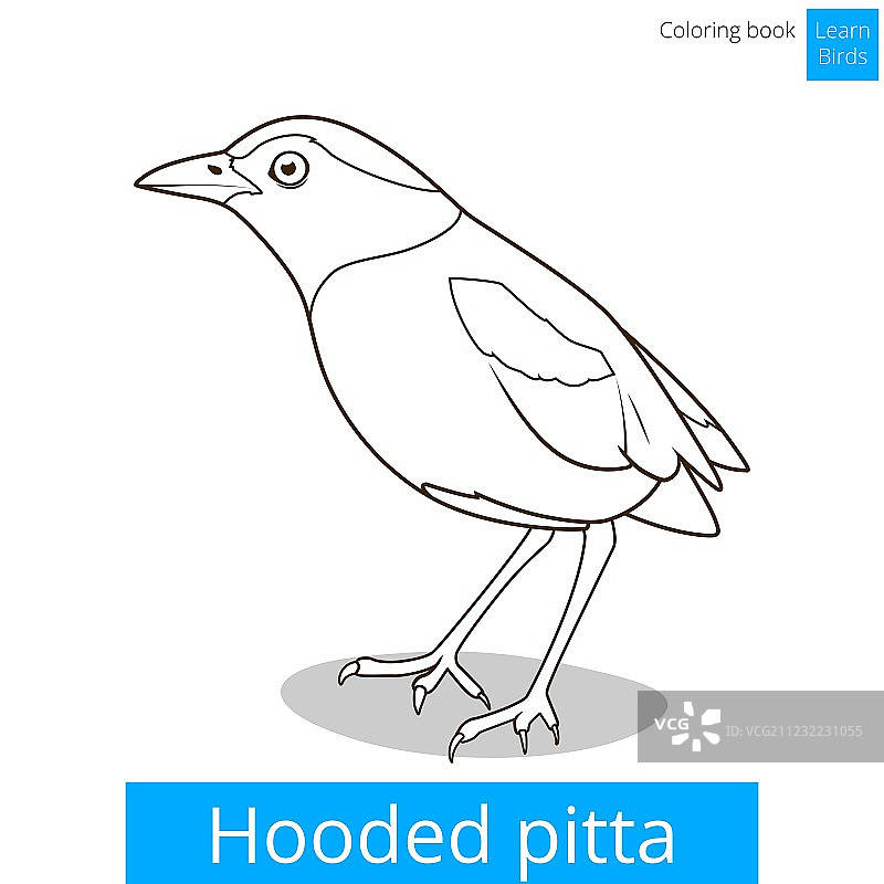 八色鸫鸟类填色书图片素材
