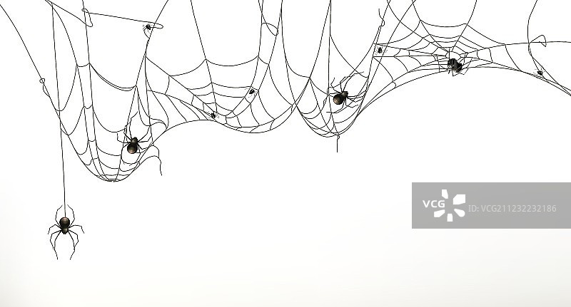 蜘蛛和蜘蛛网素材图片素材