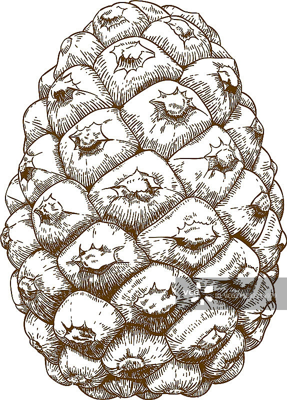 雪松锥果雕刻图案图片素材