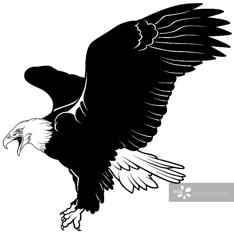 飞行的秃鹰图片素材