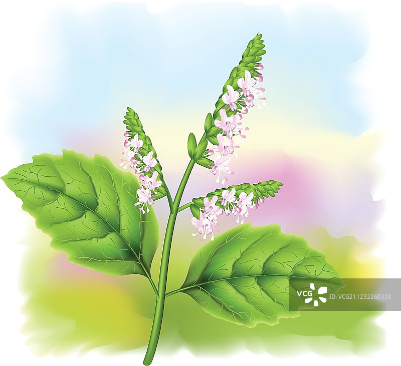 穗花薄荷植物图片素材