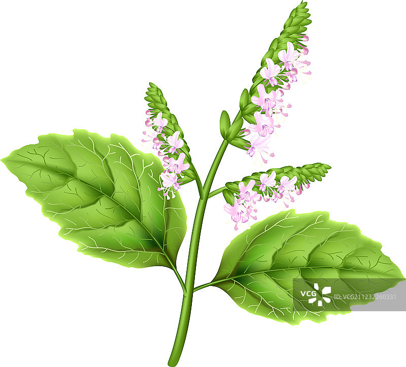 穗花薄荷植物图片素材