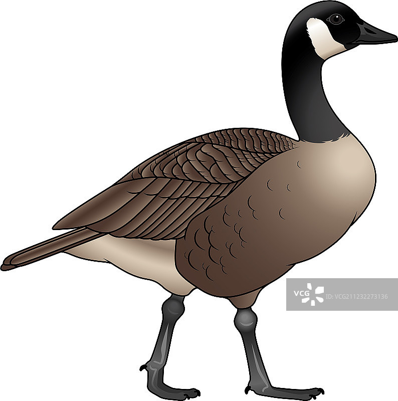 加拿大鹅图片素材