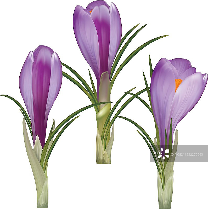 番红花的花图片素材