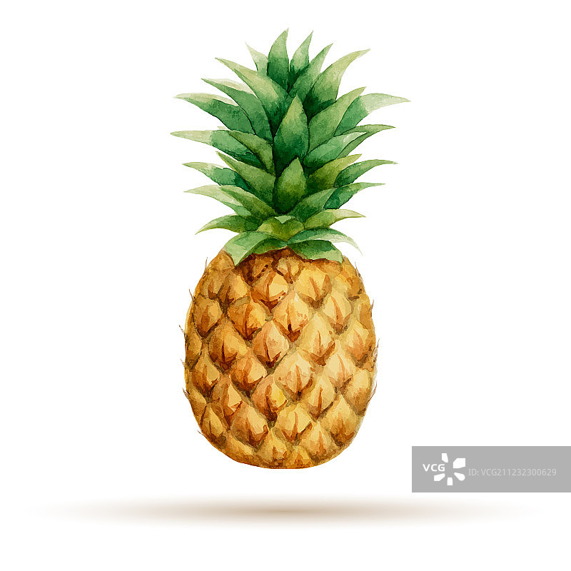 手绘水彩菠萝图片素材