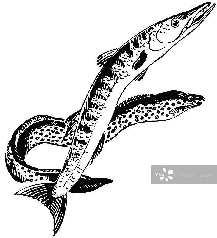 金梭鱼图片素材