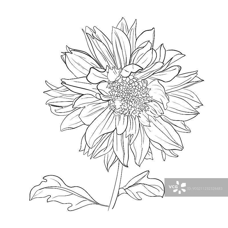 手绘逼真大丽花图片素材