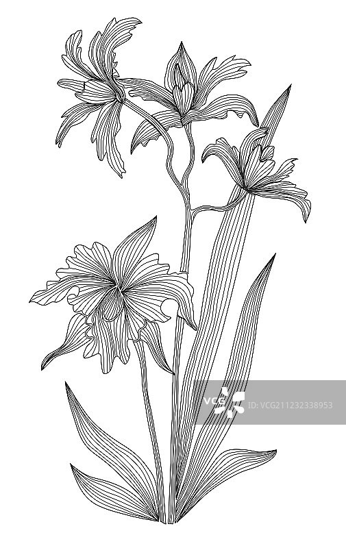 装饰兰花图片素材