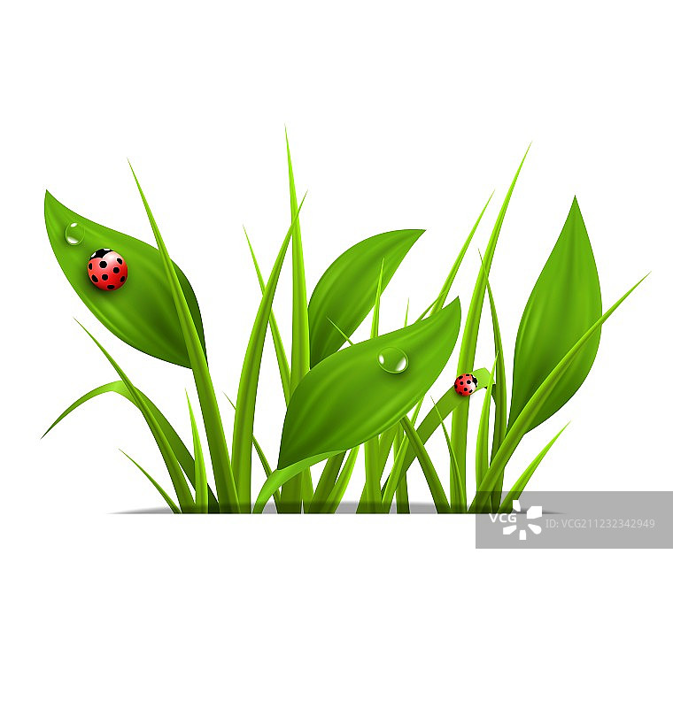 绿草车前草和瓢虫图片素材