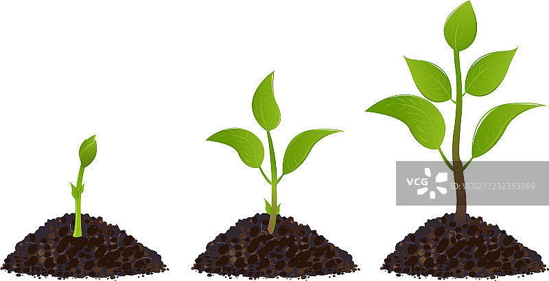 植物生命过程图片素材