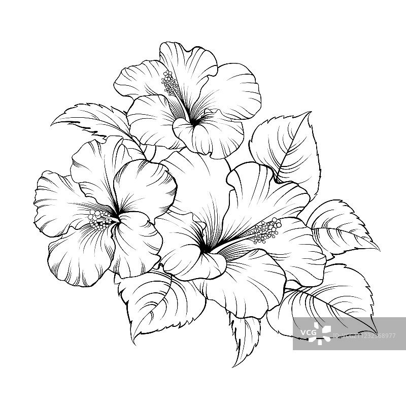 锦葵花图片素材