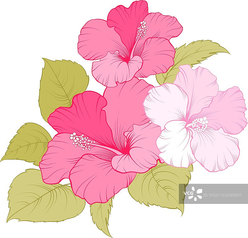 锦葵花图片素材