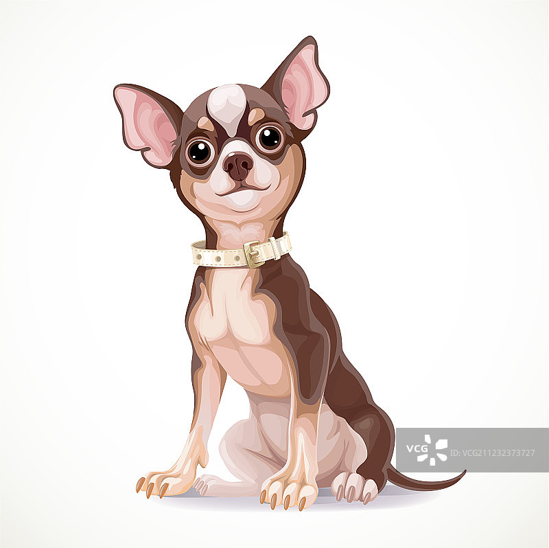 戴着项圈的可爱吉娃娃犬图片素材