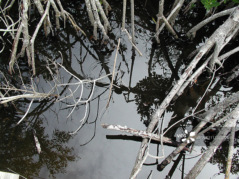 沼泽阴影图片素材