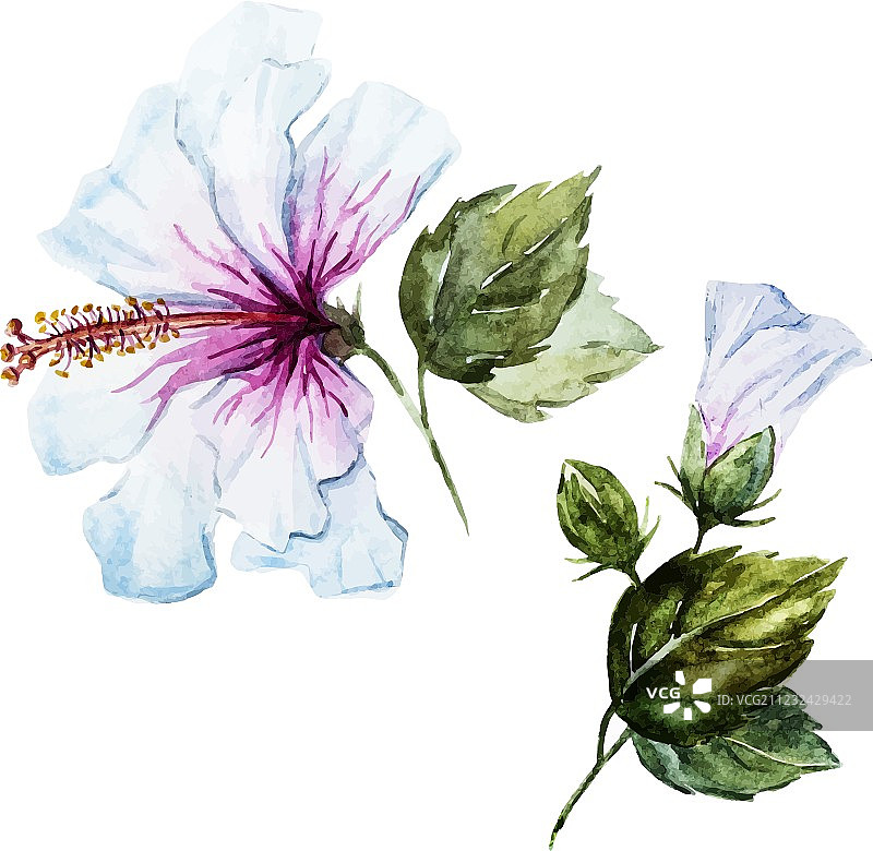 水彩芙蓉花图片素材