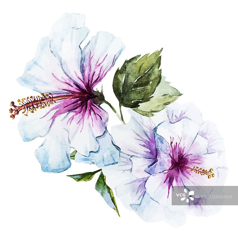 水彩芙蓉花图片素材