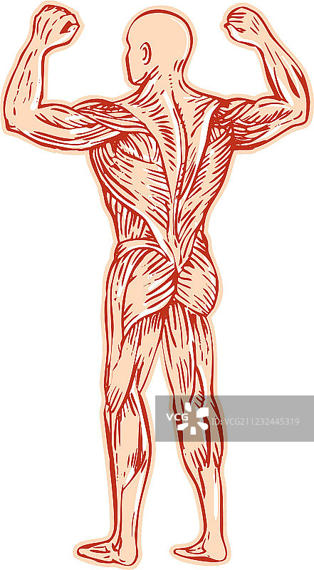人体肌肉系统解剖结构图片素材