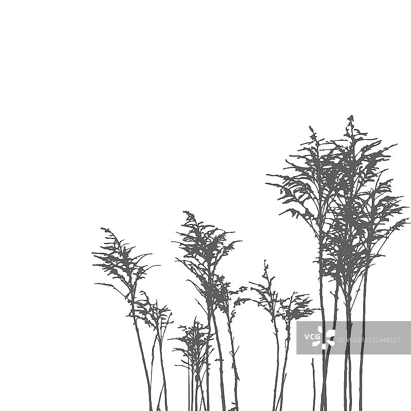 野生草本植物图片素材