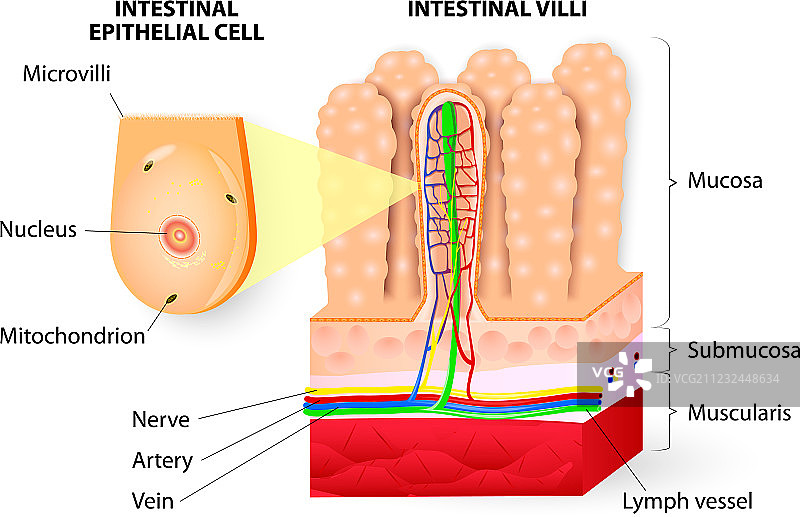 小肠微绒毛细节图片素材