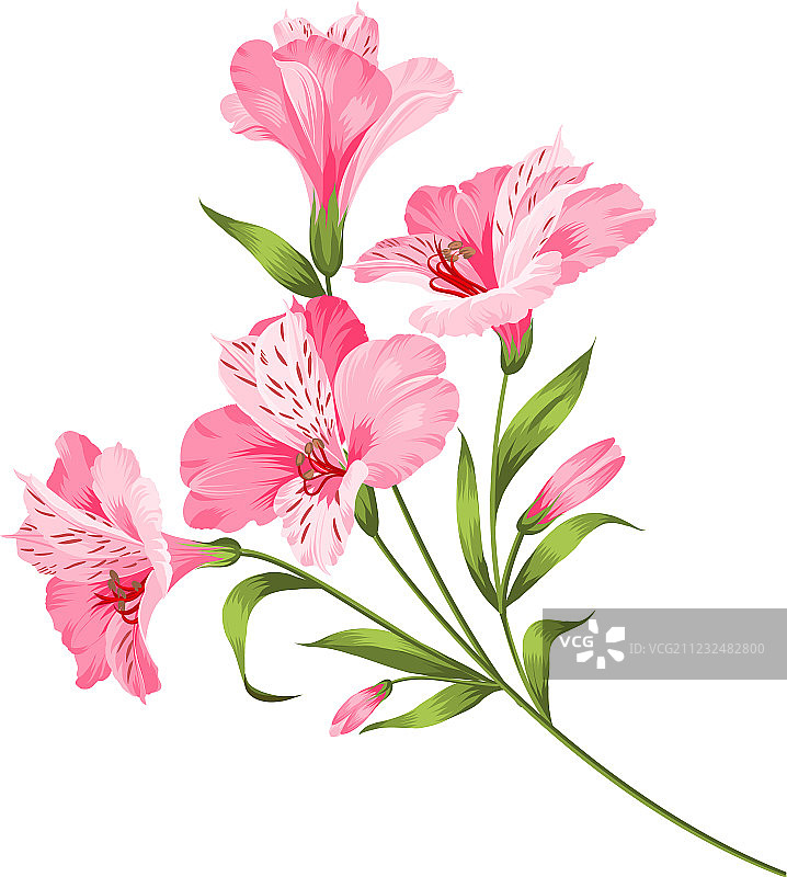 白色背景上孤立的六出花枝图片素材