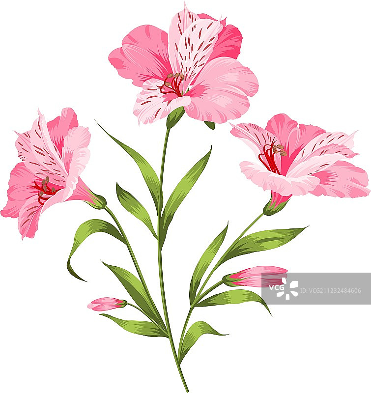 白色背景上孤立的六出花枝图片素材