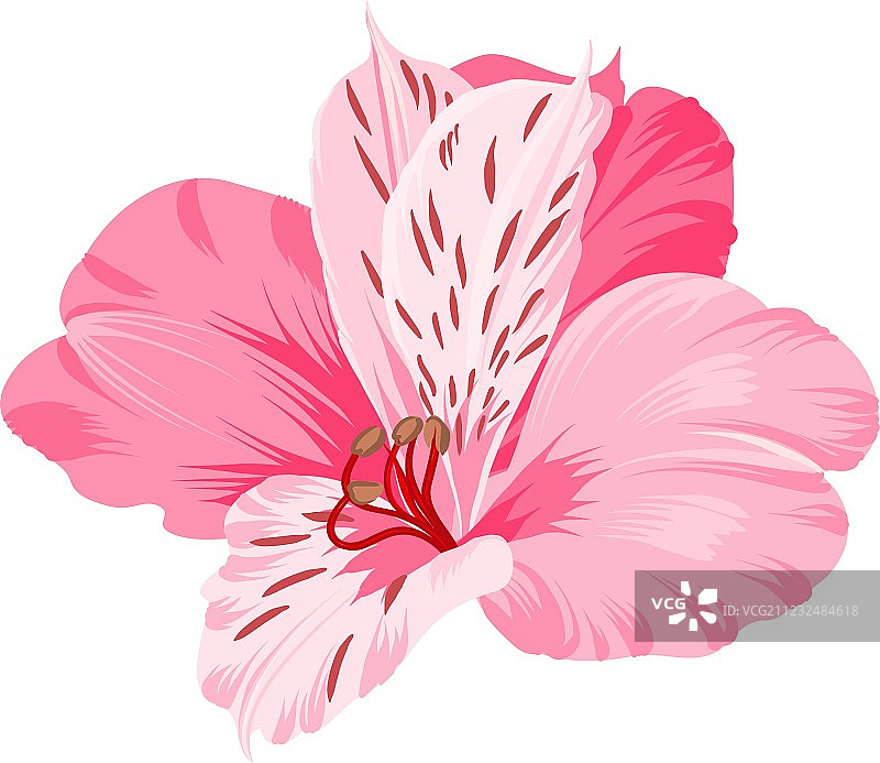 白色背景下的六出花图片素材