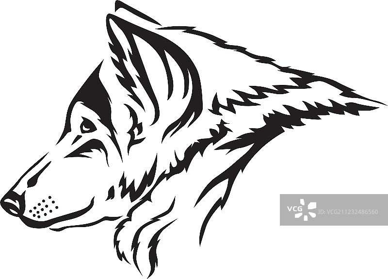 狼口鼻图片素材